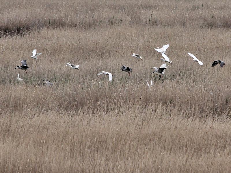 Reigers